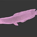 Dark Scaled Snakehead Fish Swimming With Open Mouth In Aquatic Habitat