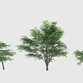 Shrub Tree Modern Trees 3d model