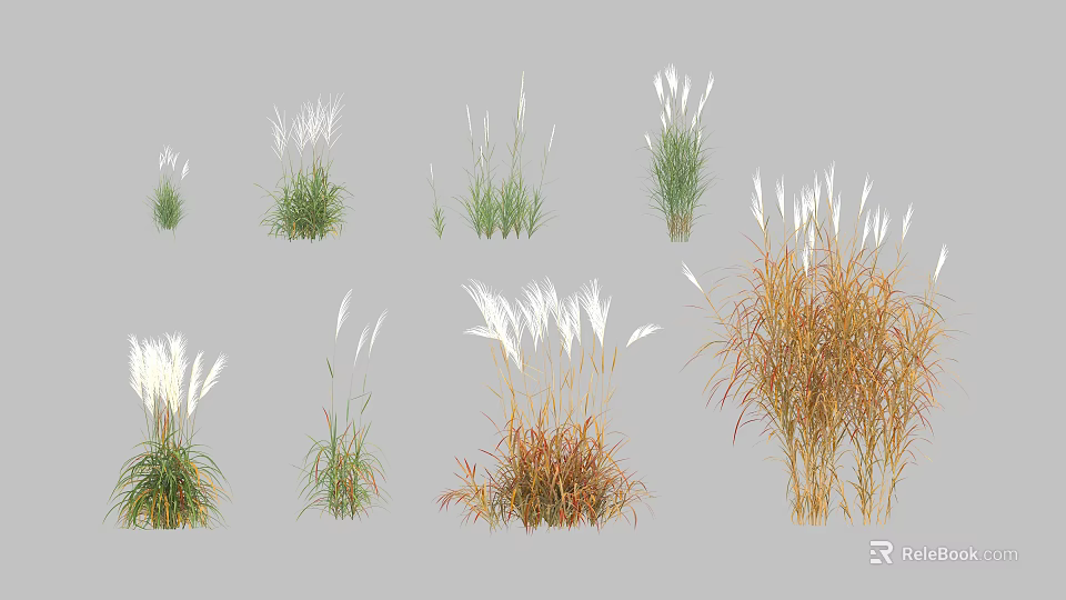 Different Types Of Ornamental Grasses With White Green And Brown Foliage 3d model 