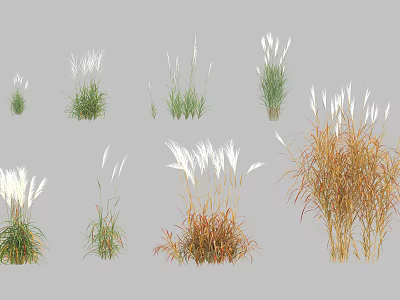 Different Types Of Ornamental Grasses With White Green And Brown Foliage 3d model