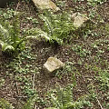 Lush Green Ferns And Low Plants Growing On Brown Soil With Scattered Stones