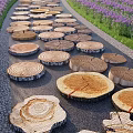 Scenic Garden Path With Wooden Stump Stepping Stones And Purple Flowers