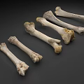 Orthopedic Medical Devices For Bone Anatomical Study And Surgical Training Tools