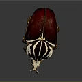 Unique Striped Beetle With Red White And Brown Pattern Isolated On Dark Background