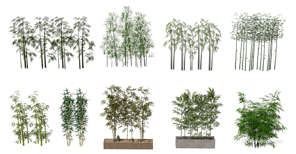 Different Types of Bamboo Plants with Various Heights and Foliage 3d model 