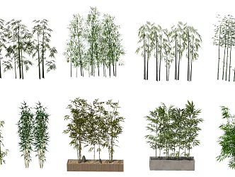 Modern Bamboo Landscape Bamboo 3d model