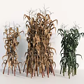 Three Bundles of Brown and Green Dried Fresh Plants Arranged on White Background