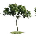 The Modern Tree 3d model
