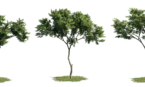 The Modern Tree 3d model