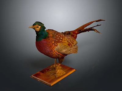 Pheasant Taxidermy With Vibrant Green Head Red Chest And Colorful Tail On Wooden Base 3d model