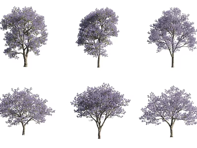 Purple Flowering Trees With Lush Canopies And Vibrant Purple Blossoms In Bloom 3d model