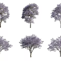 Purple Flowering Trees With Lush Canopies And Vibrant Purple Blossoms In Bloom