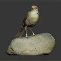 Small Brown Bird Standing On Rock With Yellow Feet And Green Leg Band