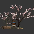 Blooming Pink Flowering Tree with Wooden Box Colorful Cabinet and Small Tray on Dark Background