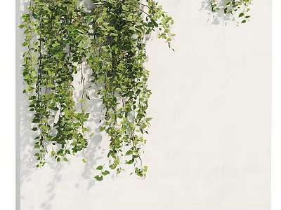 Green Vine with Lush Leaves Hanging on White Wall for Indoor Decoration 3d model