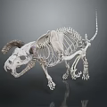 Animal Skeleton Display With Detailed Anatomical Structure And Curved Horns