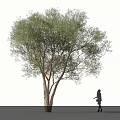 Lush Arbor With Dense Green Foliage And A Person Standing Nearby In White Background