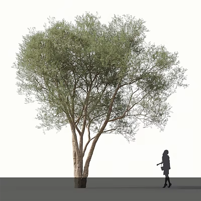 Lush Arbor With Dense Green Foliage And A Person Standing Nearby In White Background 3d model