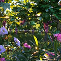 Lush Vine With Purple Grapes Pink Flowers And Green Leaves In Sunlit Garden