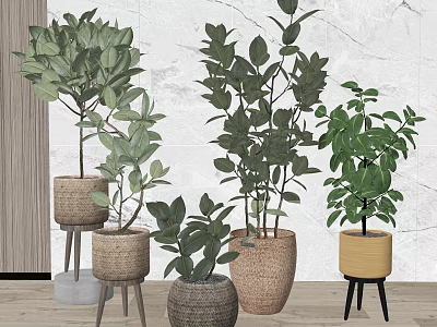 Indoor Decorative Potted Plants with Green Leaves and Woven Clay Pots on Stands 3d model