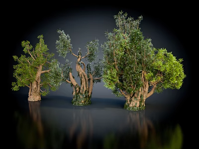 Three Varied Trees With Green Foliage And Twisted Trunks On Black Background 3d model