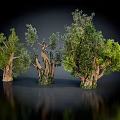 Three Varied Trees With Green Foliage And Twisted Trunks On Black Background