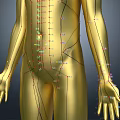 Man Golden 3D Anatomical Model With Front And Back Views And Markers