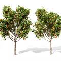 Two Fruit Trees With Green Leaves And Orange Fruits Standing Against White Background