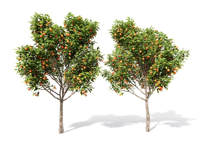 Two Fruit Trees With Green Leaves And Orange Fruits Standing Against White Background 3d model