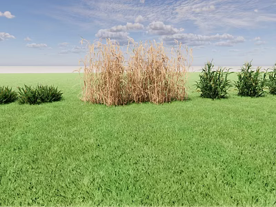 Dry Crops Standing In Green Grass Field With Shrubs Under Blue Sky 3d model