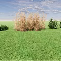 Dry Crops Standing In Green Grass Field With Shrubs Under Blue Sky