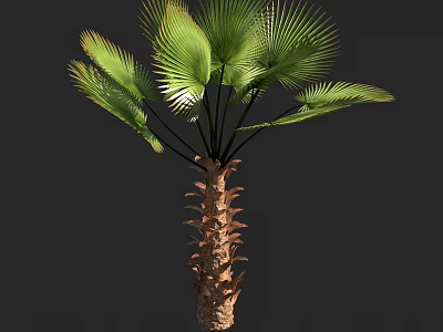 Lush Green Palm Tree with Large Fronds and Textured Trunk in Natural Environment 3d model