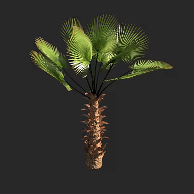 Lush Green Palm Tree with Large Fronds and Textured Trunk in Natural Environment 3d model