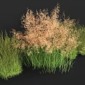 Herbaceous Crops With Central Light Brown And Surrounding Green Grass