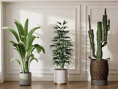 Indoor Decorative Potted Plants With Large Leaf Bamboo And Cactus In Various Pots 3d model