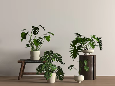 Indoor Potted Bonsai Plants With Various Green Foliage In White Pots And Wooden Stands 3d model