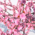 Trees Bearing Pink Blossoms and Family Capturing Moments Underneath in Outdoor Scene