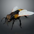 3D Rendered Bee Model With Detailed Wings And Yellow Black Striped Body