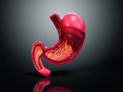 3D Anatomical Model of Abdominal Organ Stomach Showing Detailed Internal Structure 3d model