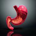 3D Anatomical Model of Abdominal Organ Stomach Showing Detailed Internal Structure