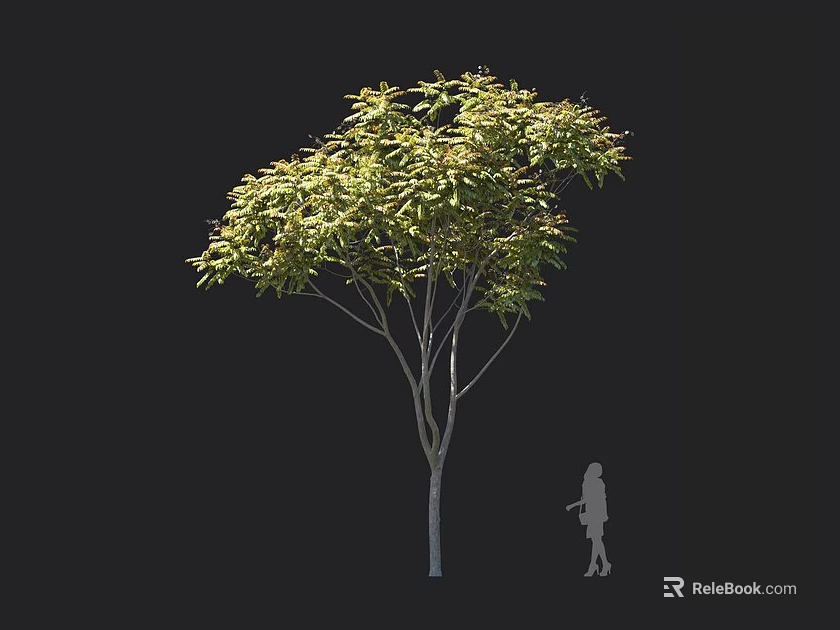 Tall Arbor With Green Leaves Against Black Background Featuring Human Silhouette For Size Comparison 3d model 
