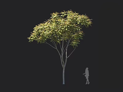 Tall Arbor With Green Leaves Against Black Background Featuring Human Silhouette For Size Comparison 3d model