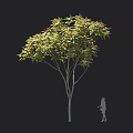 Tall Arbor With Green Leaves Against Black Background Featuring Human Silhouette For Size Comparison