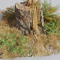 Old Tree Stump in Natural Environment With Green and Orange Leaves and Dry Grass