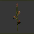 Corn Plant With Green Stem Bearing Orange Corn Cobs And Red Silk Tassels
