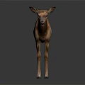 Brown Fawn With White Spots Standing On Black Background Showing Reflection