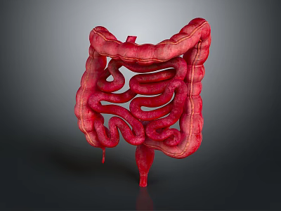 Detailed Realistic 3D Rendering of Human Intestine Organ Anatomical Structure 3d model