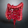 Detailed Realistic 3D Rendering of Human Intestine Organ Anatomical Structure
