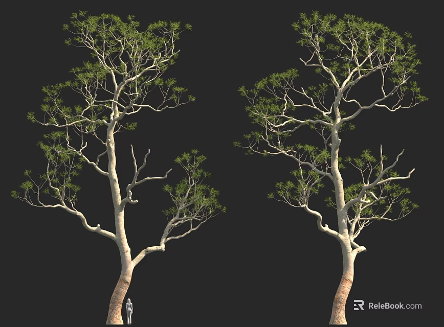Tall Trees with Green Leaves and Branches Against Black Background 3d model 