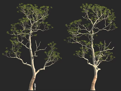 Tall Trees with Green Leaves and Branches Against Black Background 3d model
